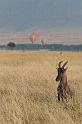 012 Kenia, Masai Mara, lierantilope
